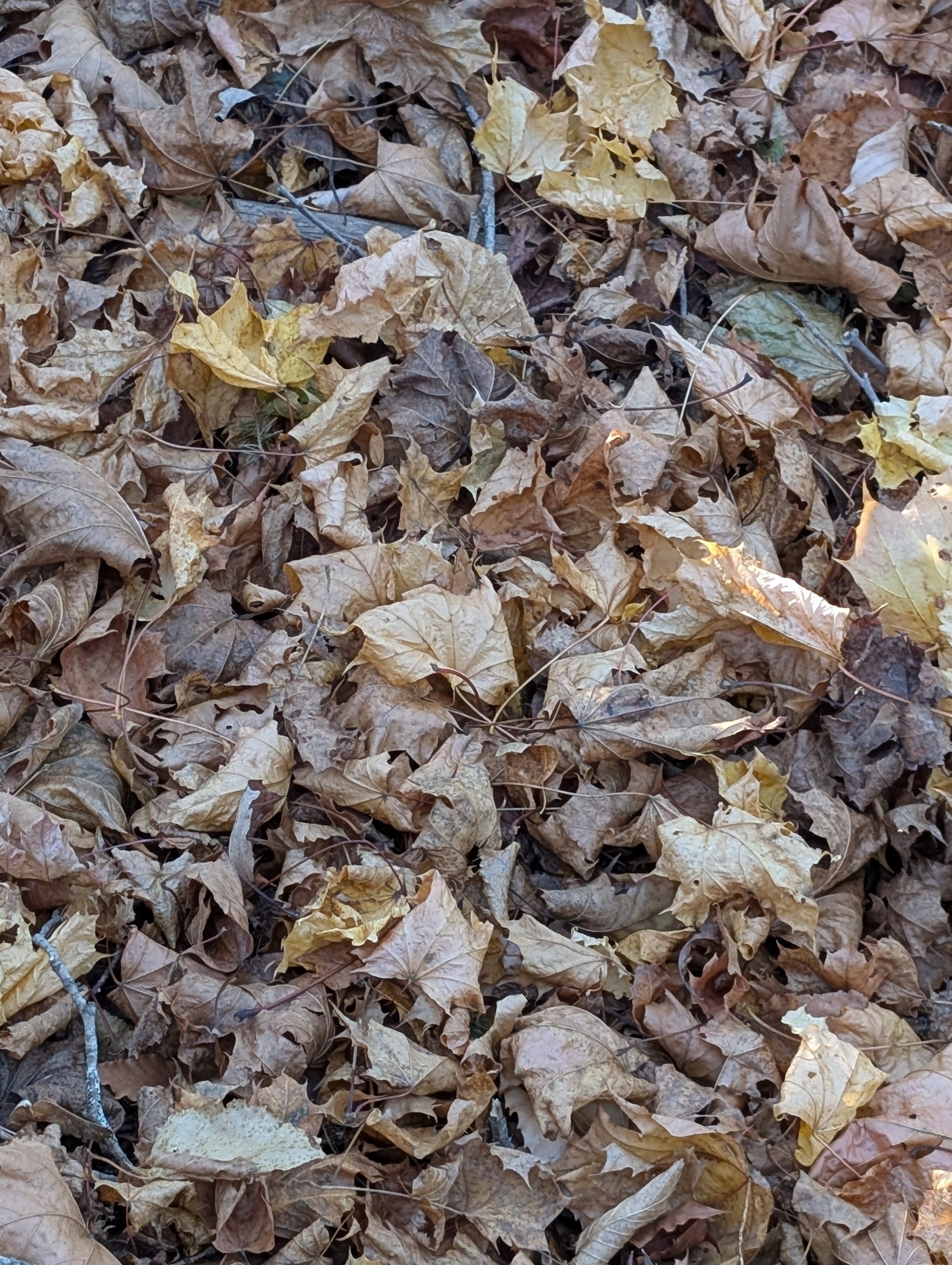 leaves #random #pattern